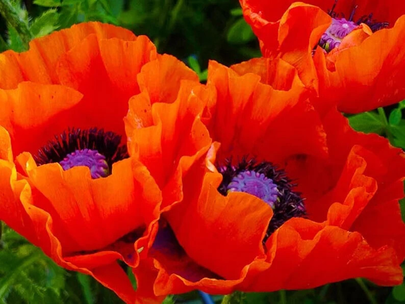 ORIENTAL POPPY SEEDS 200+ perennial flower GARDEN reddish orange FREE SHIPPING