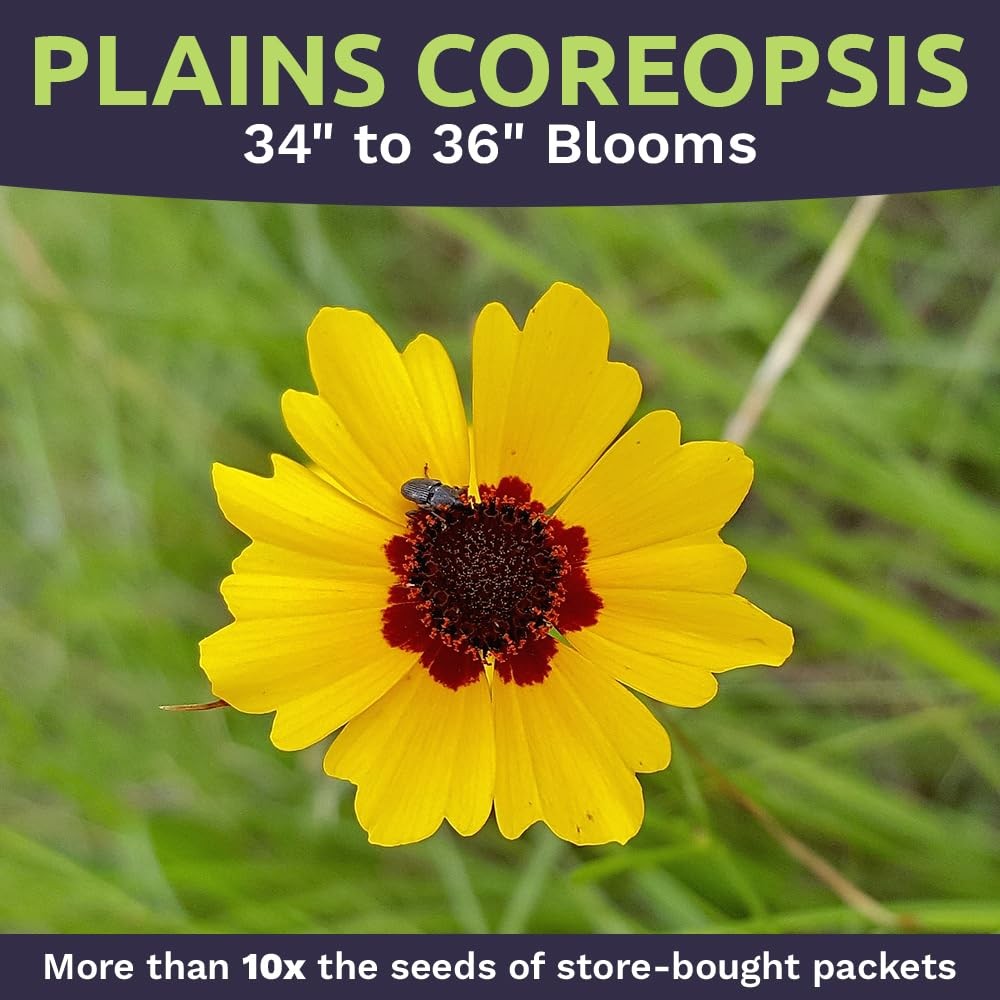 Plains Coreopsis Seeds – Native Flowers – Extra Large Packet – Over 100,000 O…