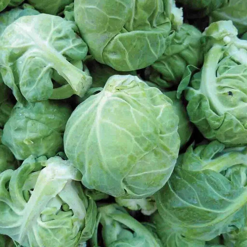 Catskill Brussels Sprouts Seeds| 300+ Seeds| NON-GMO|