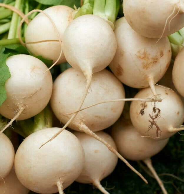 Shogoin Turnip Seeds |White Japanese Root Hakurei Beet Asian Vegetable Seed 2024