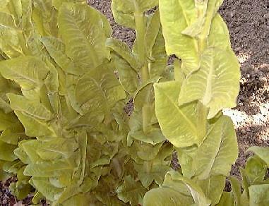 Endive Salad King 2,500 seeds