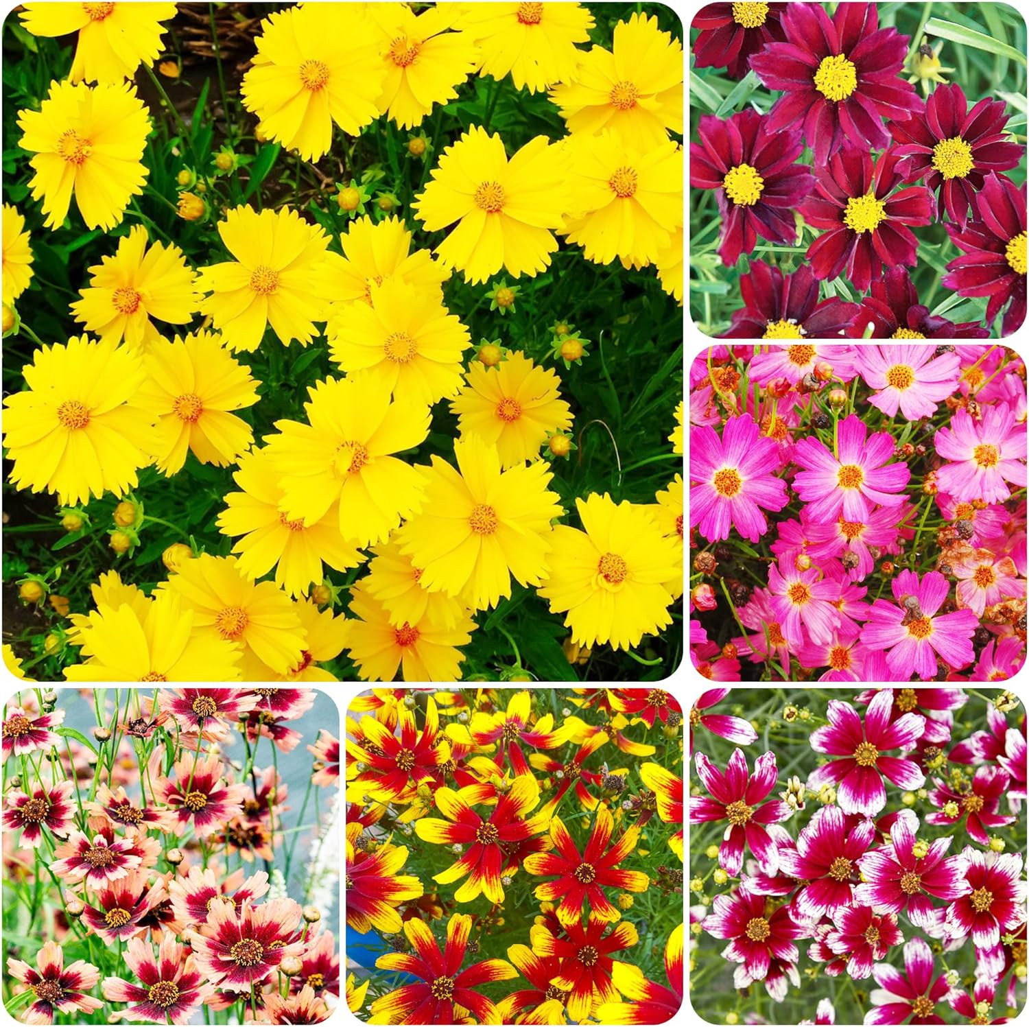 200+Coreopsis Flower Seeds for Planting Outdoor- Perennial Coreopsis Plains Seed