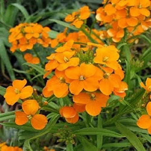 250 Wallflower Seeds Siberian Wallflower (Cheiranthus Allionii) Biennial Seeds