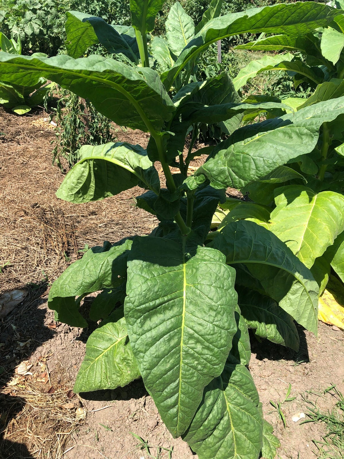 Stag Horn Tobacco Seeds ~2K Non-GMO Free Ship No Track ~2 Weeks Arrival Read