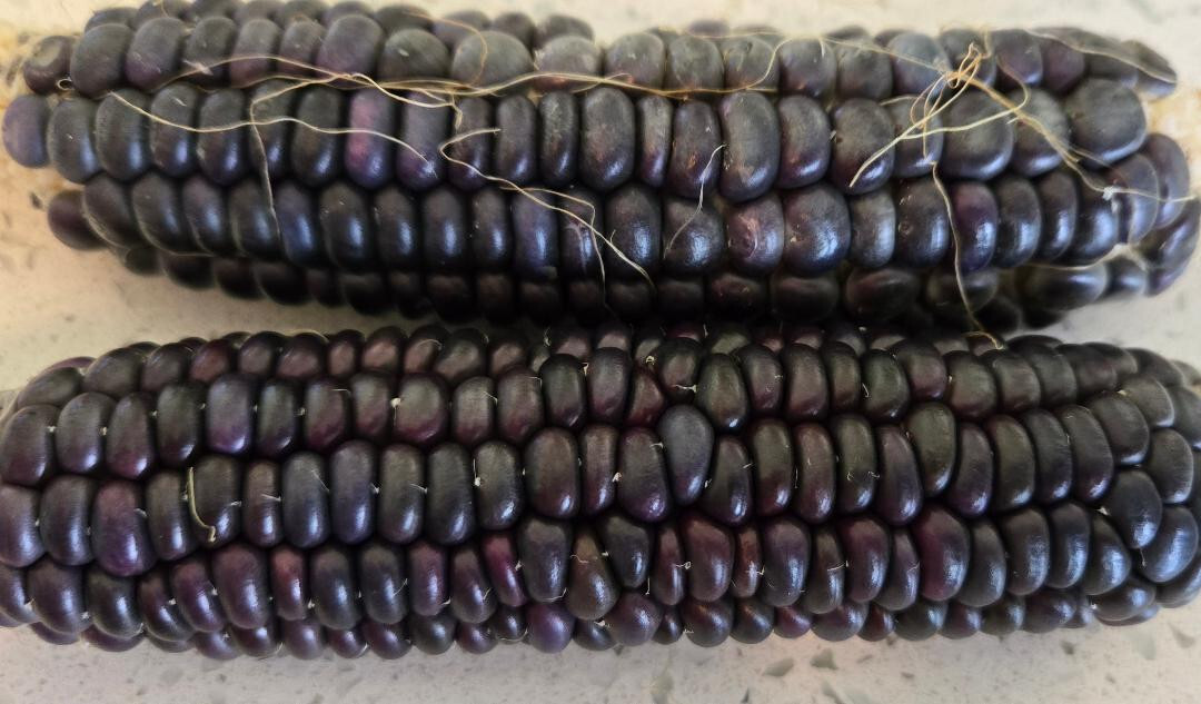 Blue Hopi Corn | 5 Seeds | Florida Grown | Heirloom | Grits | Blue Tortillas