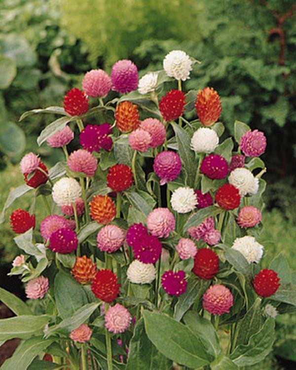 Gomphrena Buddy Series Mix Annual Seeds