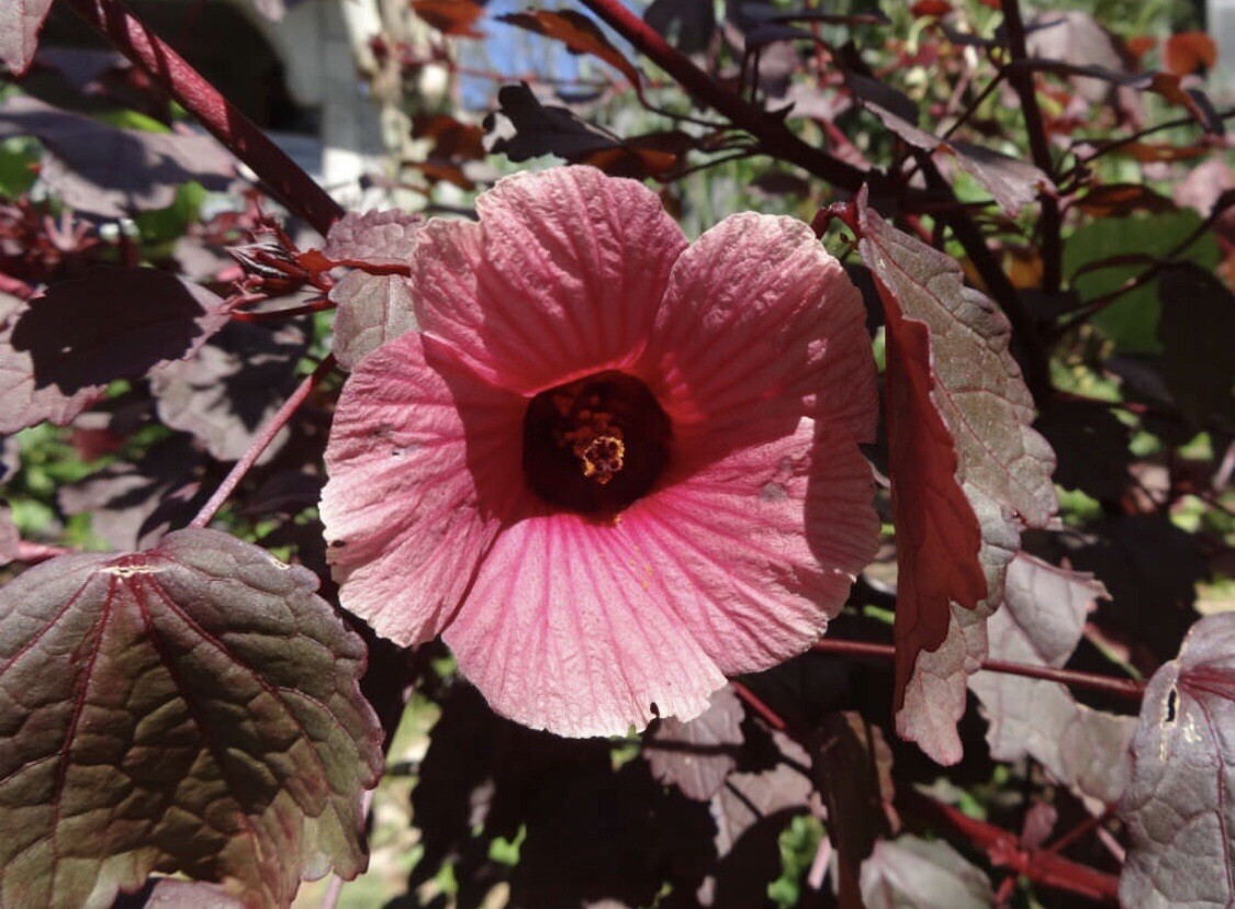 3 Pack – 🌸Cranberry Hibiscus plants Fresh Florida Edible Gardening – Not Potted