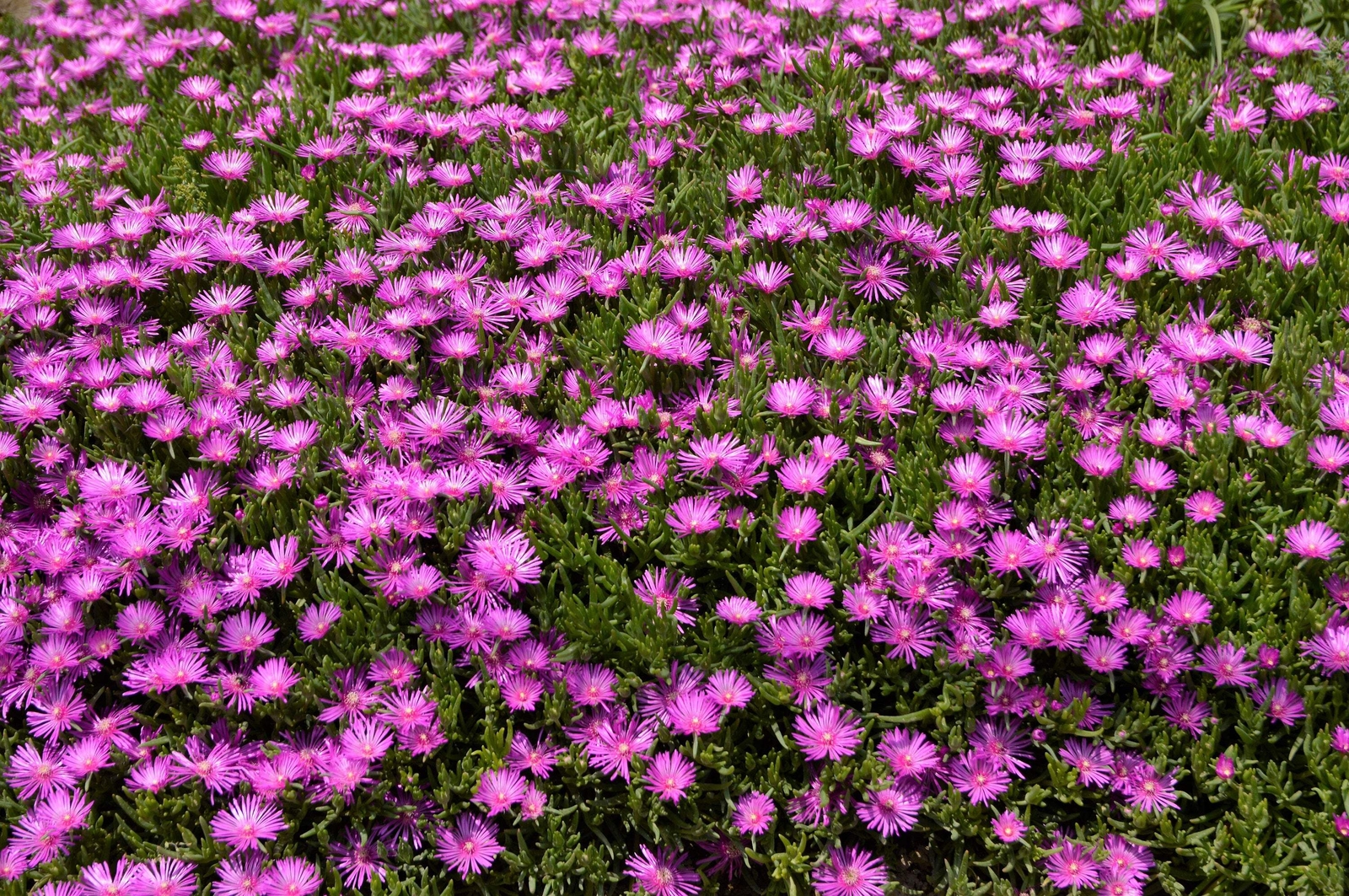 25 TABLE MOUNTAIN ICE PLANT Magenta Fuchsia Delosperma Cooperi Flower Seeds