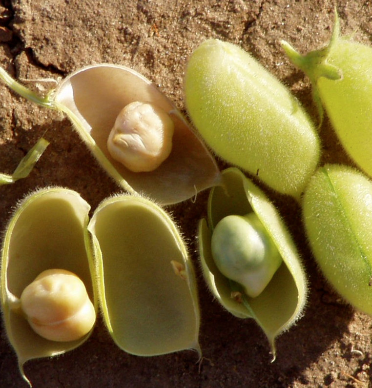 Marvel Chickpea Seeds | Garbanzo Beans Egyptian Pea Indian Edamame Seed 2024