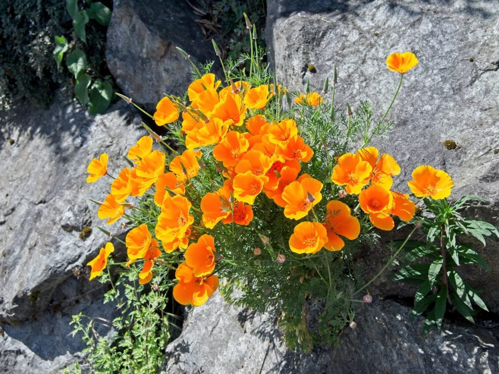 Siberian WALLFLOWER Seeds 1500+ HEIRLOOM Flower Seed Organic Heat Loving Drought