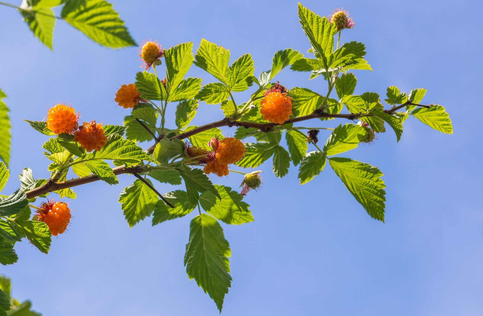 20 SALMONBERRY RUSSIAN RASPBERRY Rubus Spectabilis Fruit Seeds Purple Flowers