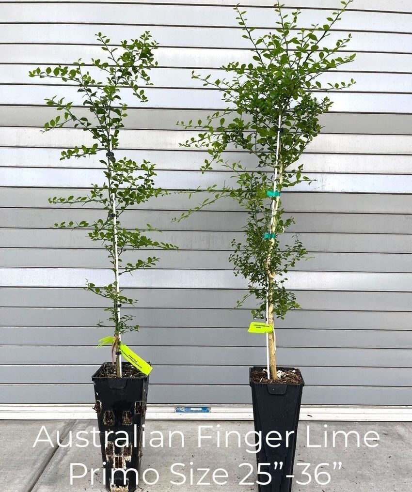 California only!! Australian Finger Lime Tree, 25-36 inches grafted plant.