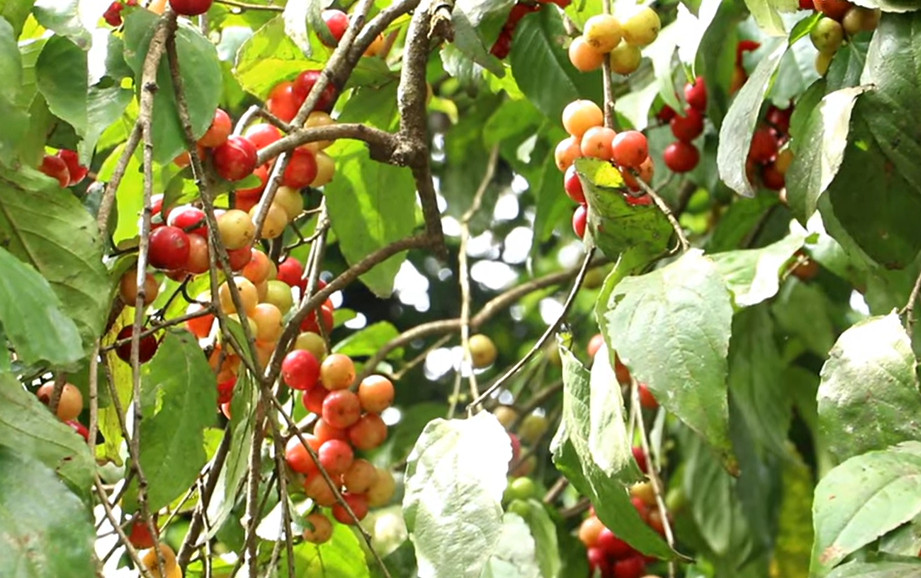 Flacourtia Jangomas 10 Seeds, Indian Coffee or Runealma Edible Plum Fruit Tree
