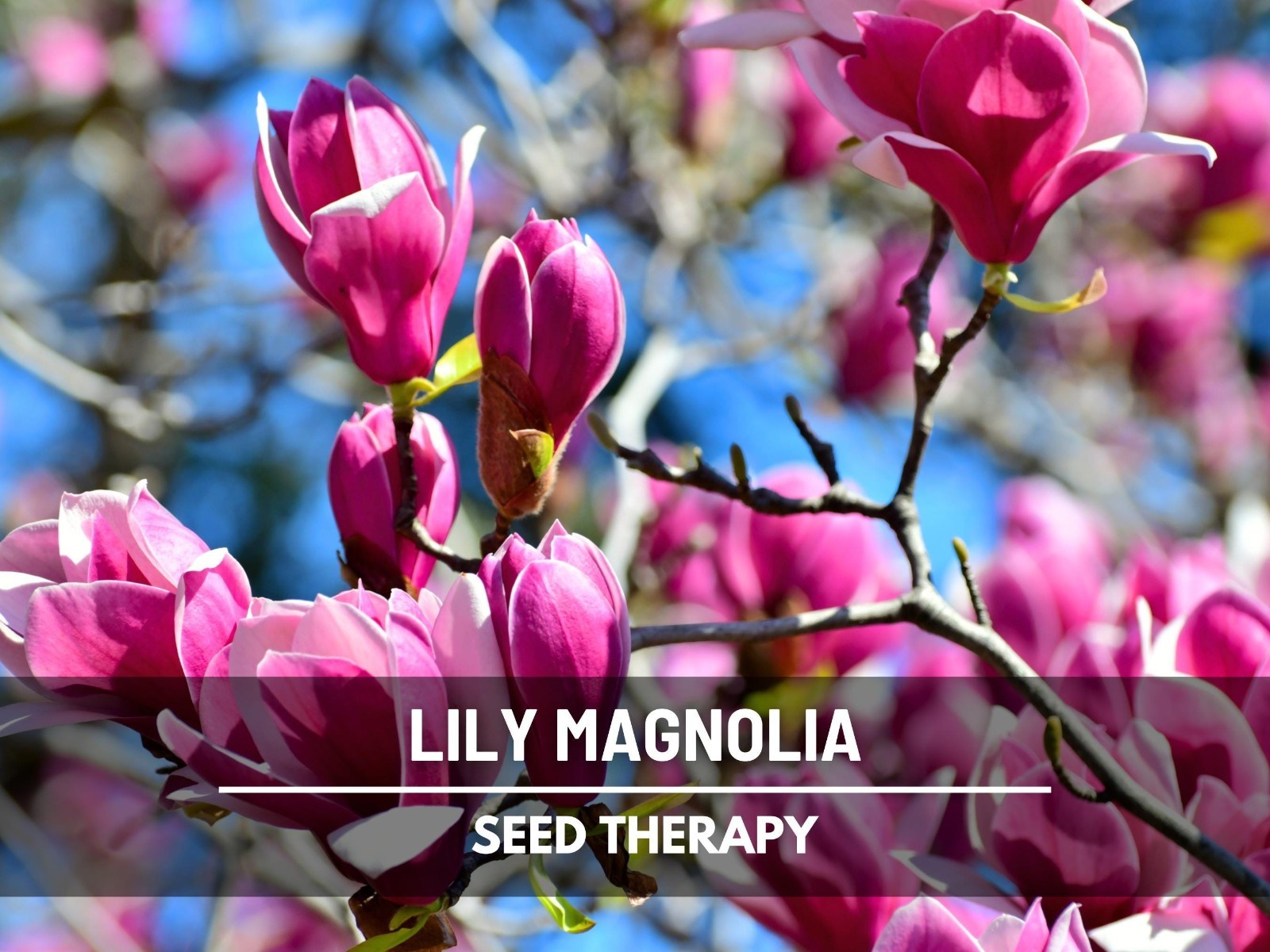 Lily Magnolia Seeds – Heirloom Tree, Mulan magnolia, Pink to Purple Blooms
