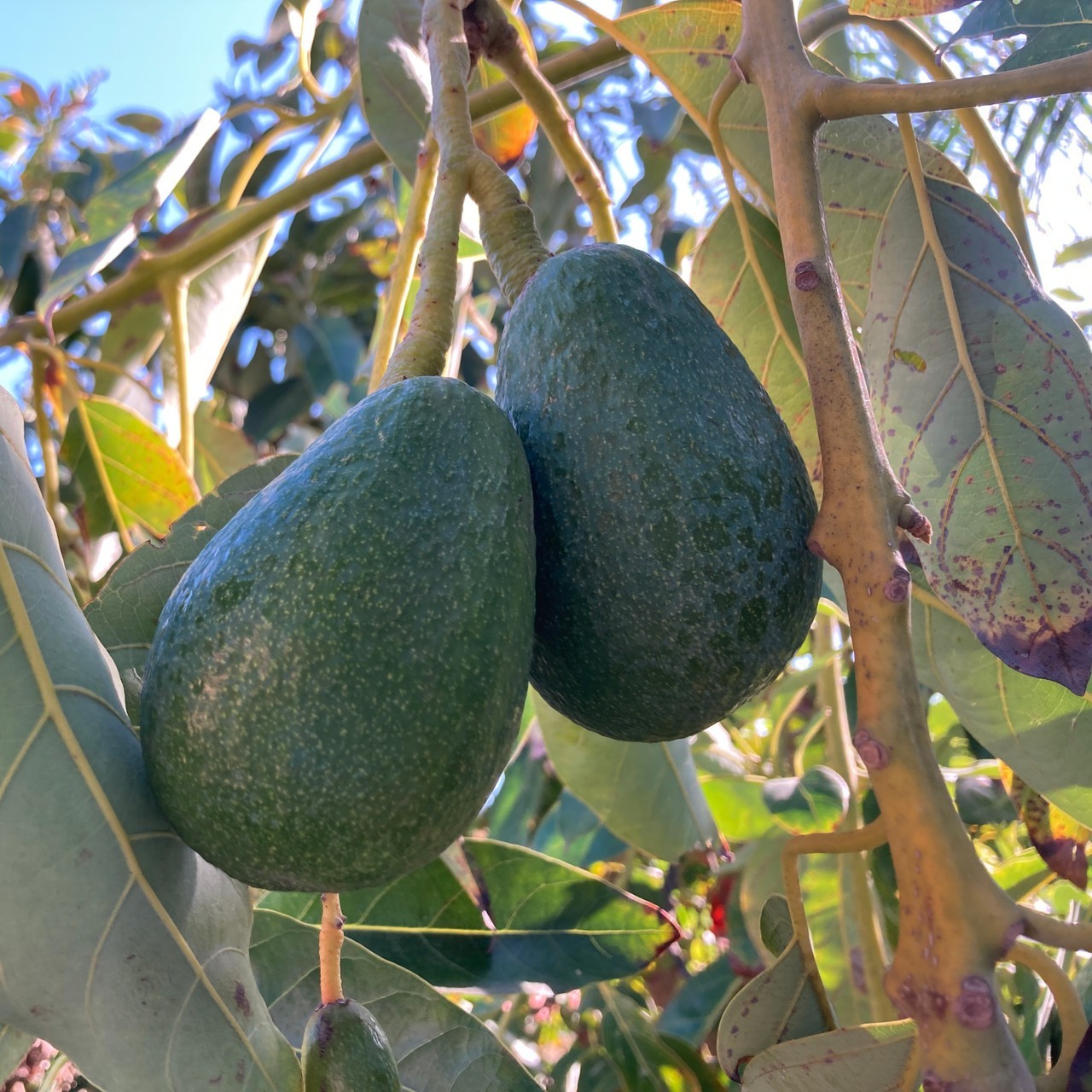 (6) Fuerte Avocado Seeds Naturally Grown