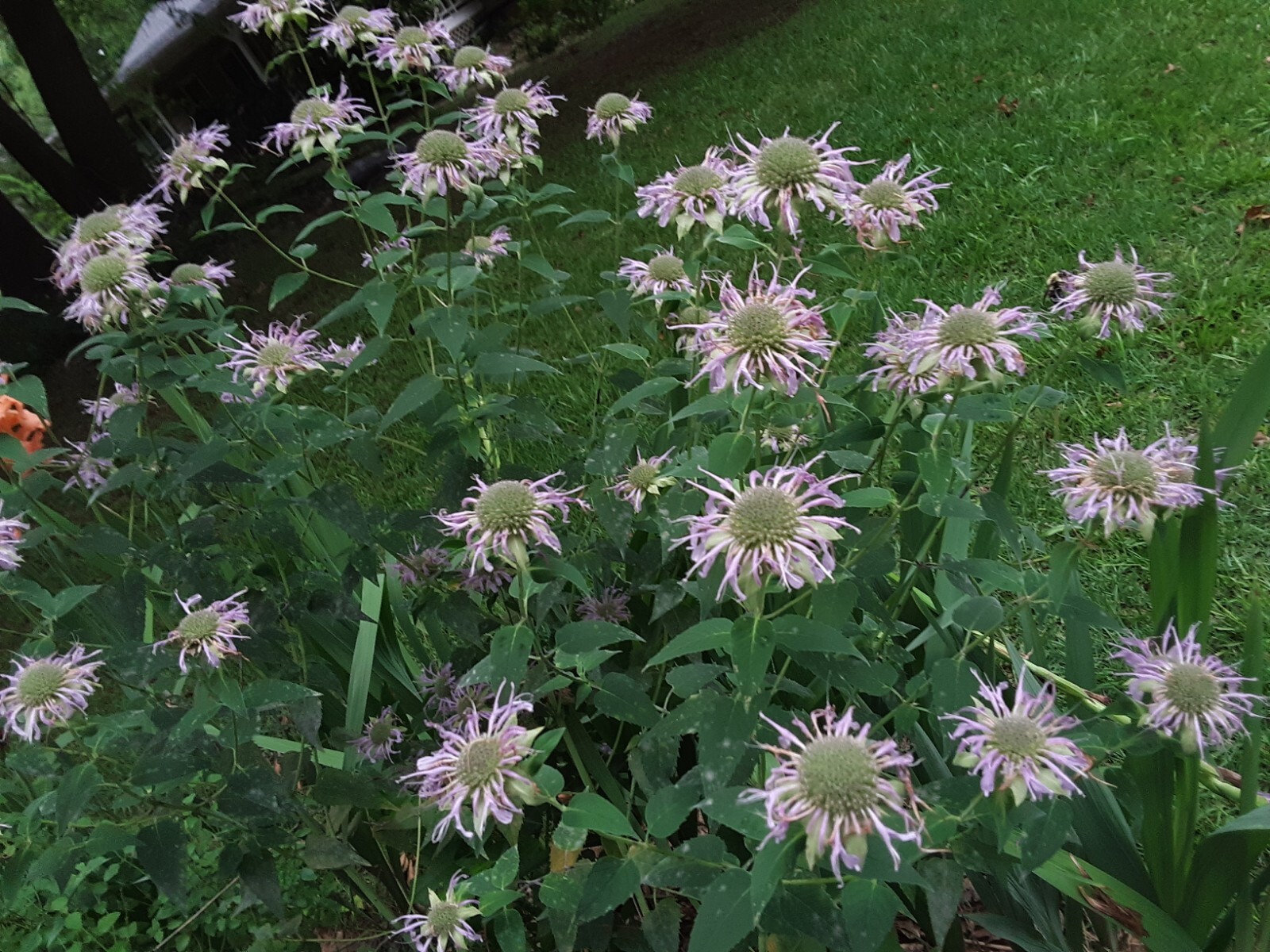 250+ Native Wild Bee Balm Flower Seeds(2 shades of pink ),Perennial, US grown.
