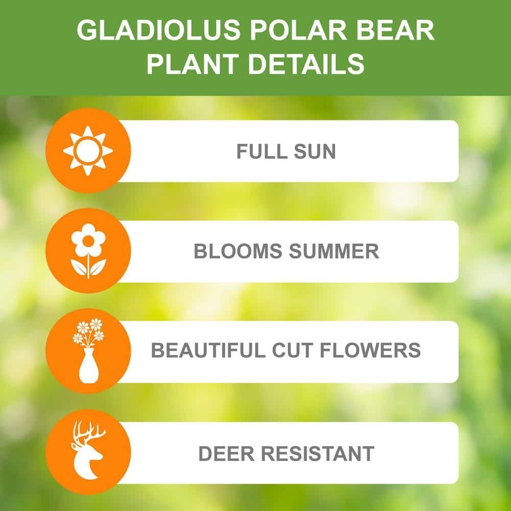 12 cm/14 cm, White Polar Bear Gladiolus Flower Bulbs (Bag of 30)
