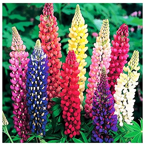 Russell Lupine Seeds Perennial – Grows 40″ Tall – Perennial Wildflowers for