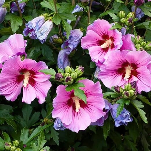 ROSE OF SHARON seeds pink blossoms, hardy 20-30 seeds per package