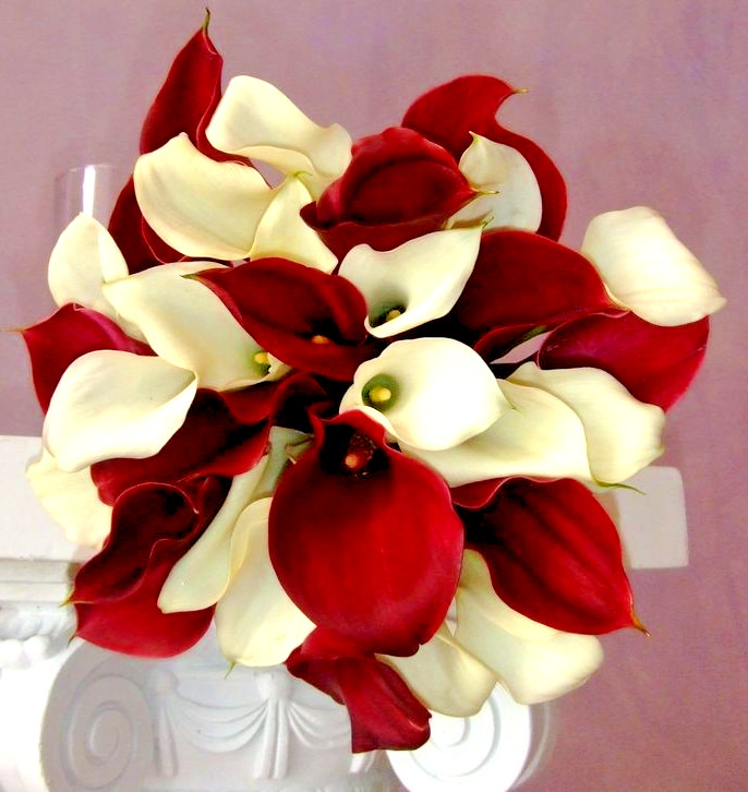 4 Calla Lily Flower Bulbs Majestic Red & White Mix Wedding Flowers Garden Plants
