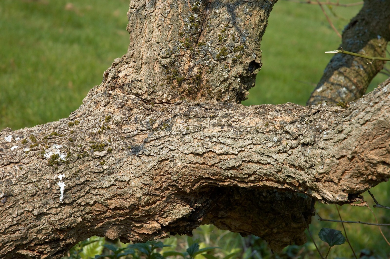 Morus nigra 50 Seeds – Black Mulberry