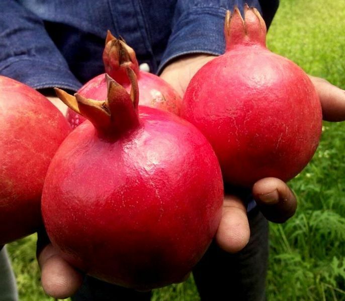 22 Seeds Organic Pomegranate “Punica Granatum Seeds E28.2 — US Seller