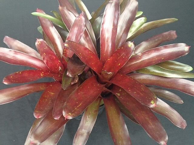 Bromeliad – Neoregelia El Wood 6″ pot – Live Plant