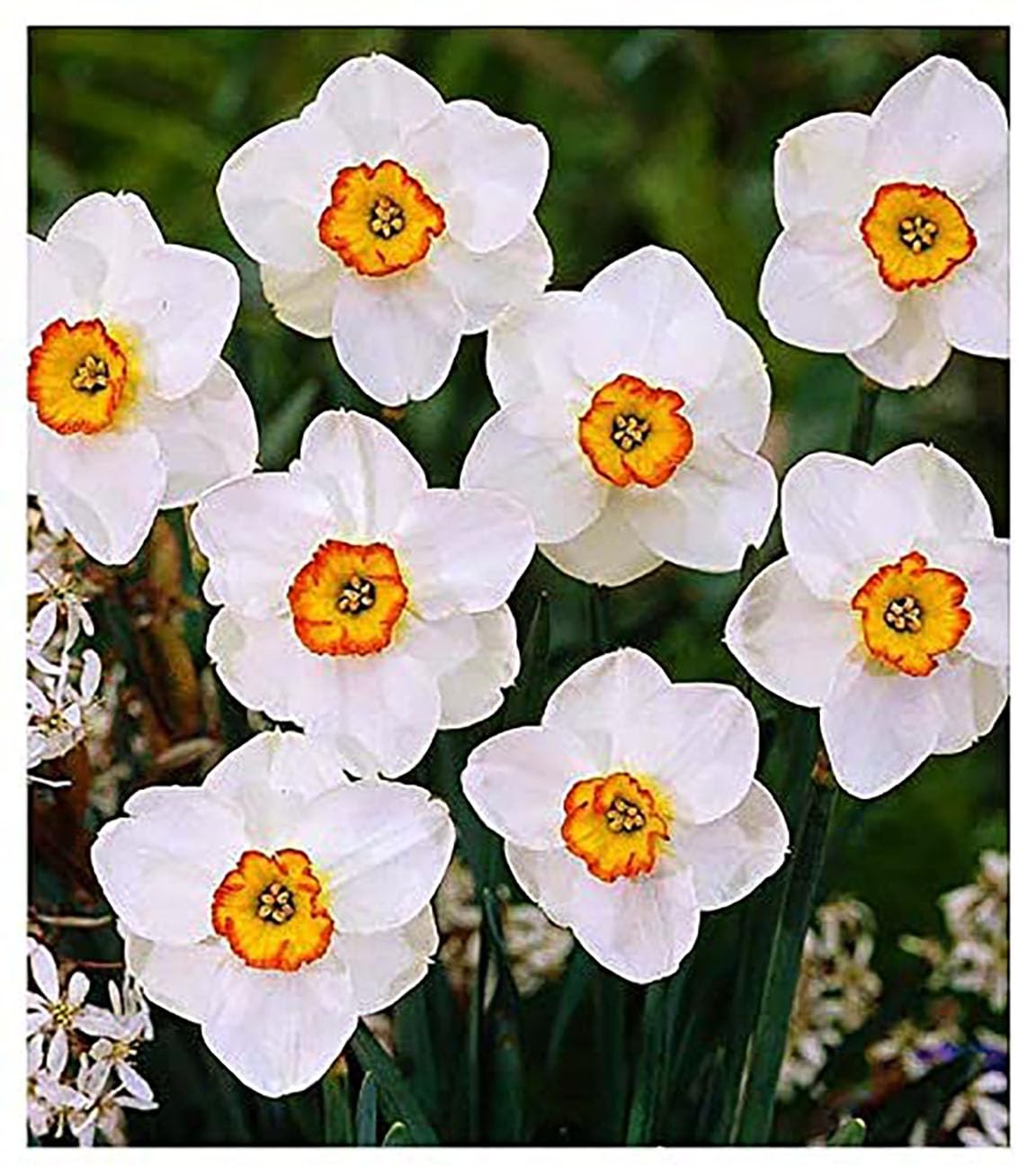 5 Merlin Narcissus Bulbs – TOP Size Daffodil Bulbs