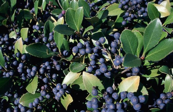 BLUEBERRY SEEDS * DRYLAND VARIETY* ROCKY SOIL* ORNAMENTAL* WAXY BLUE BERRIES*