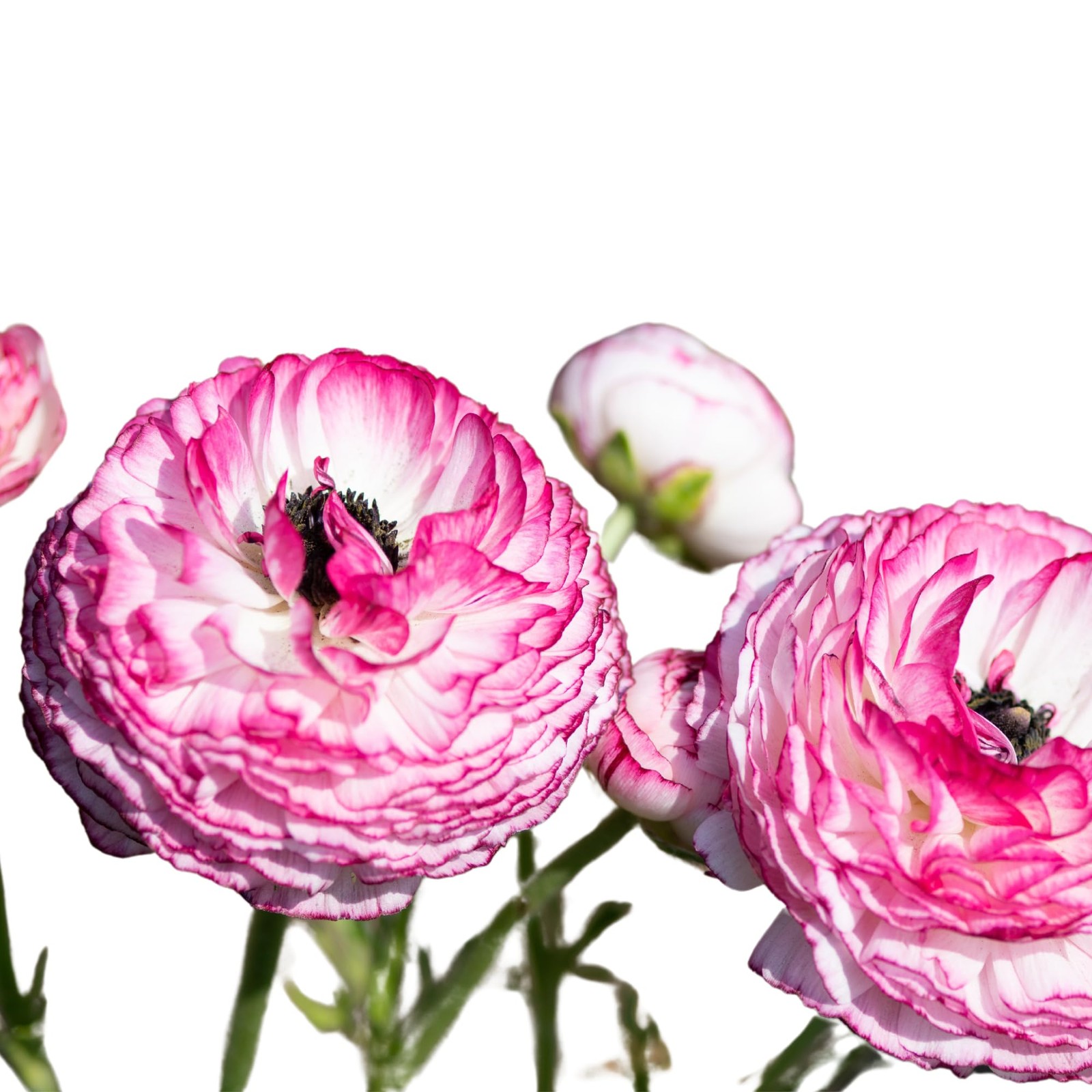 Ranunculus Bulbs – Picotee Pink – Beautiful Pink and White Flowers – Large an…