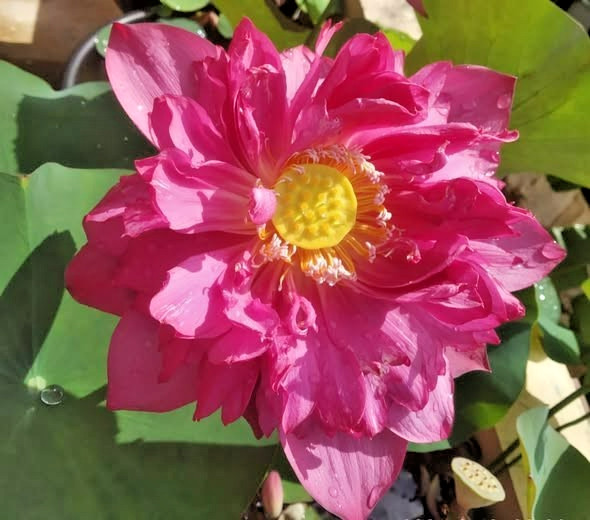 5 NANGYAM LOTUS SEEDS – Nelumbo Nucifera