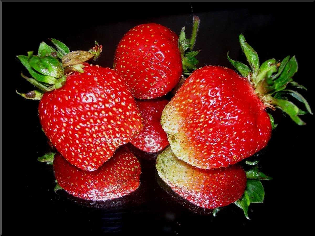 15 Pack Giant Strawberry Seeds for Indoor Growing Non GMO Everbearing