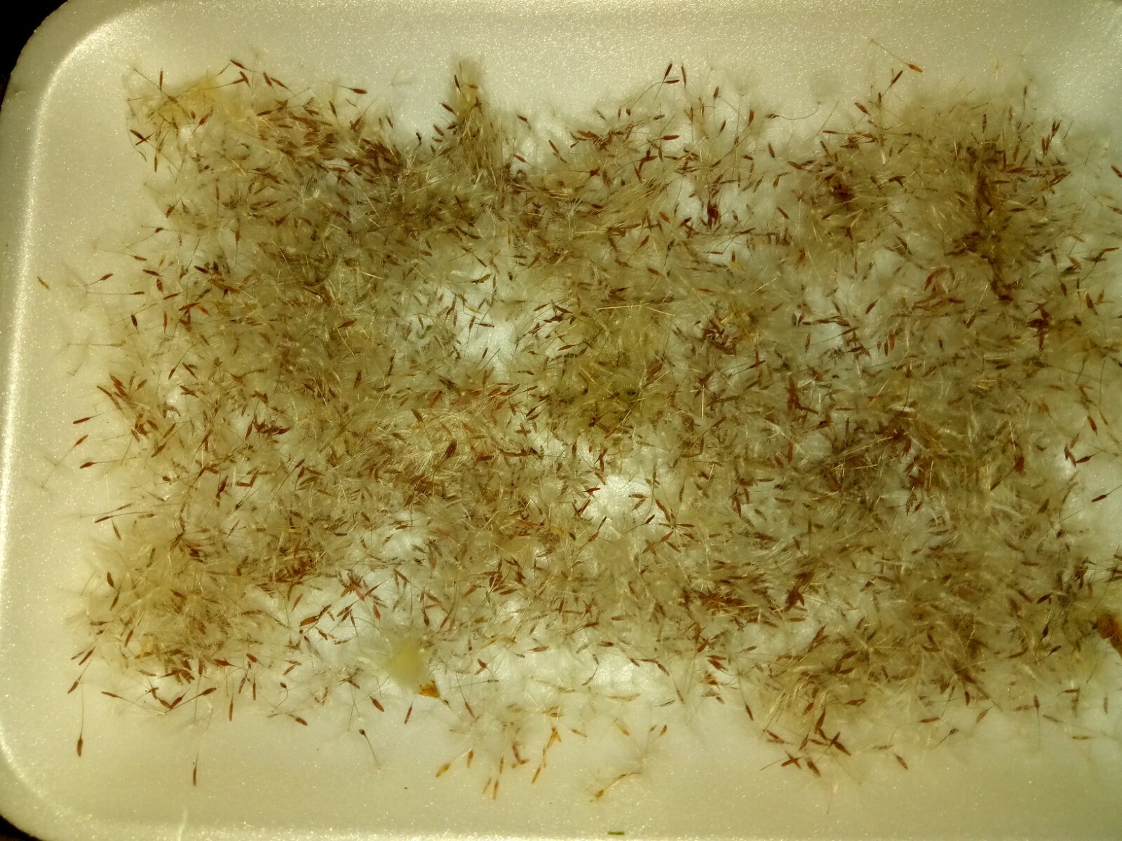 100 + Common Dandelion Seeds.US grown.