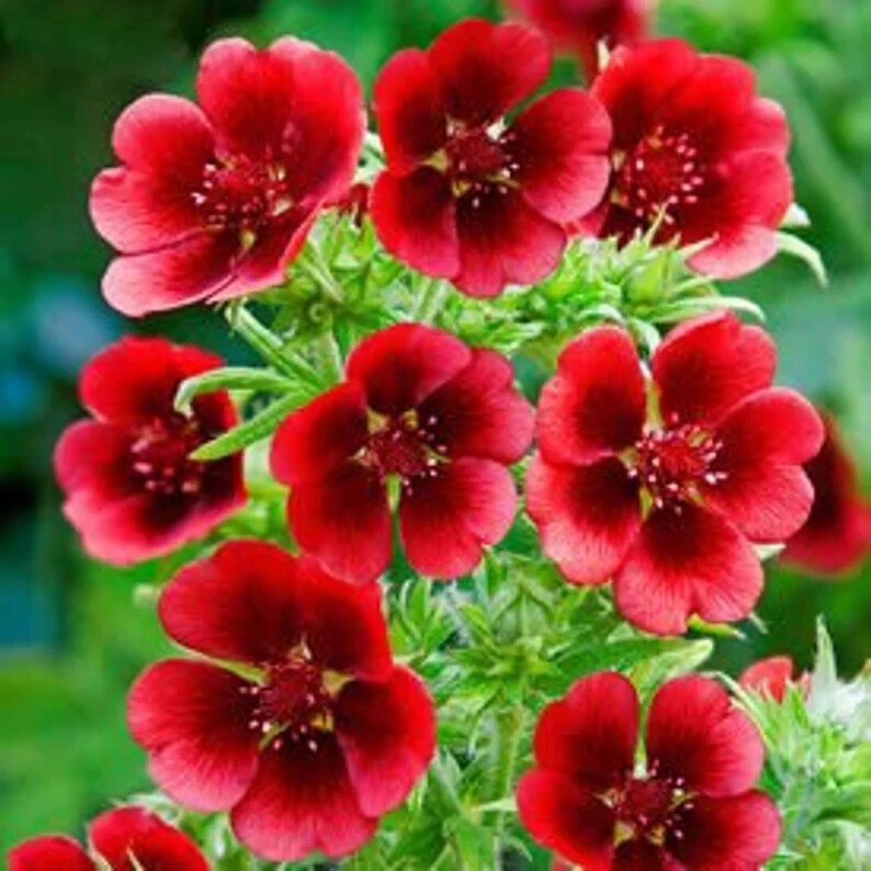 30 Monarch’s Velvet Potentilla Seeds. Perennial. USA Seeds. Organic. Ships free