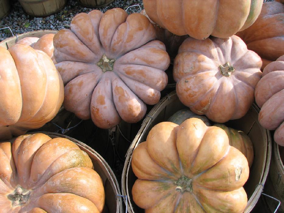 Pumpkin Seed: Long Island Cheese Pumpkin Seeds Fresh Seed FREE Shipping