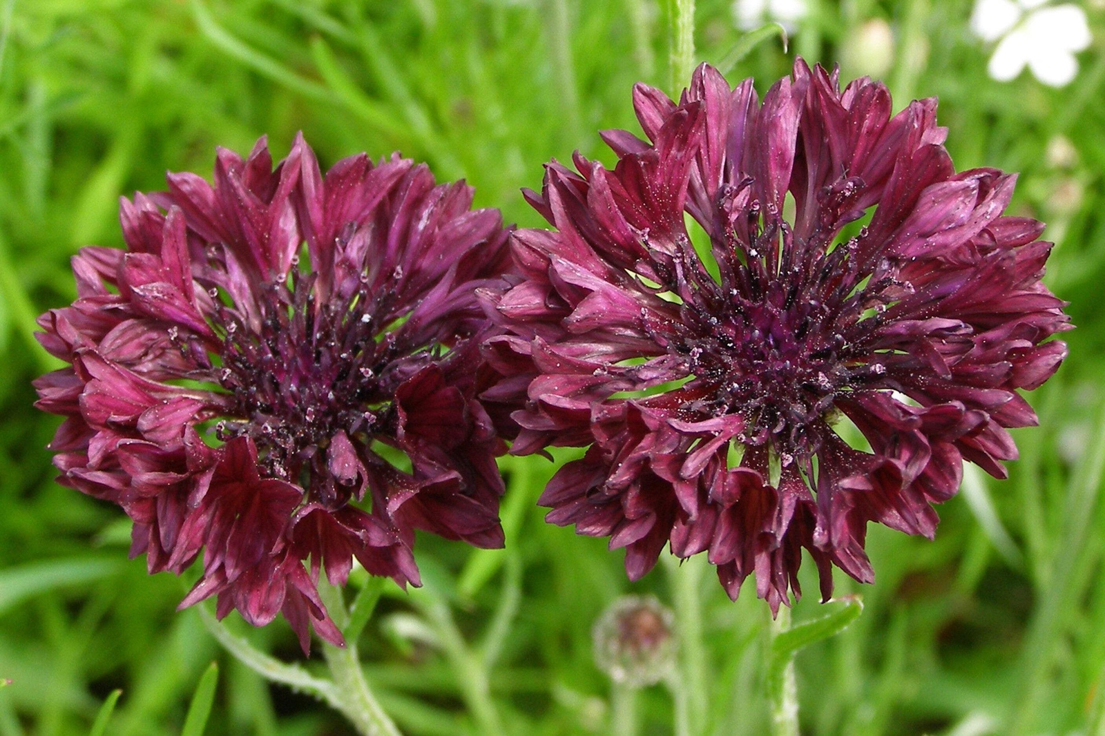 25 Black Garnet BACHELOR’S BUTTON / CORNFLOWER Centaurea Cyanus Flower Seeds
