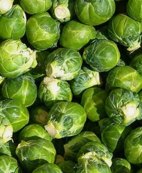 20 + brussel sprouts, BRUSSELS SPROUT, SEEDS! USA seller