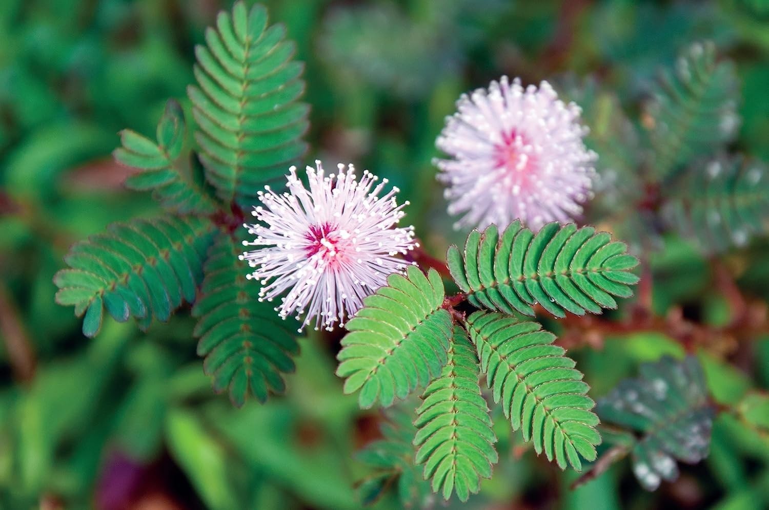 100 Exotic Mimosa Pudica Seeds – Touch-me-not Flowers for Your Garden