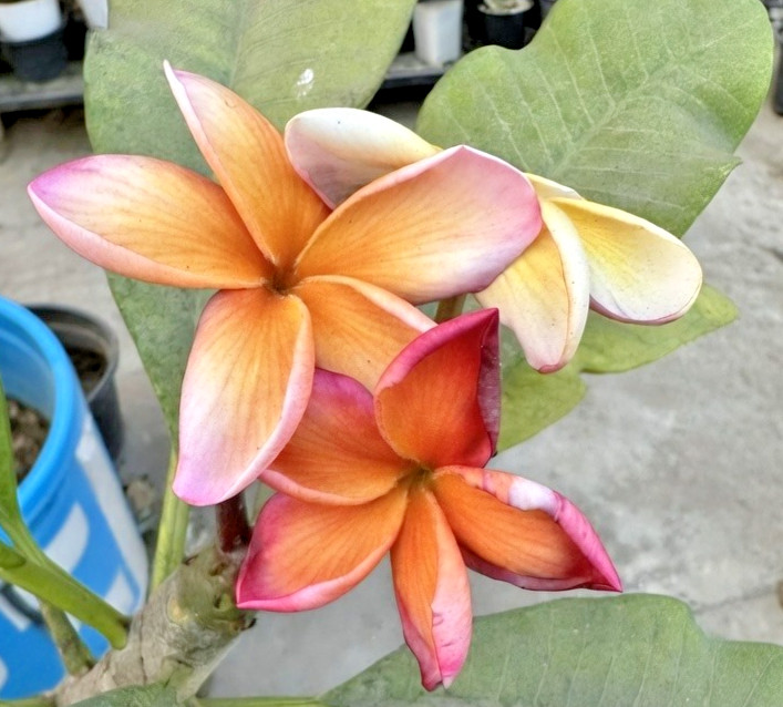 Siam Classic (Thailand) Plumeria (5 Seeds)