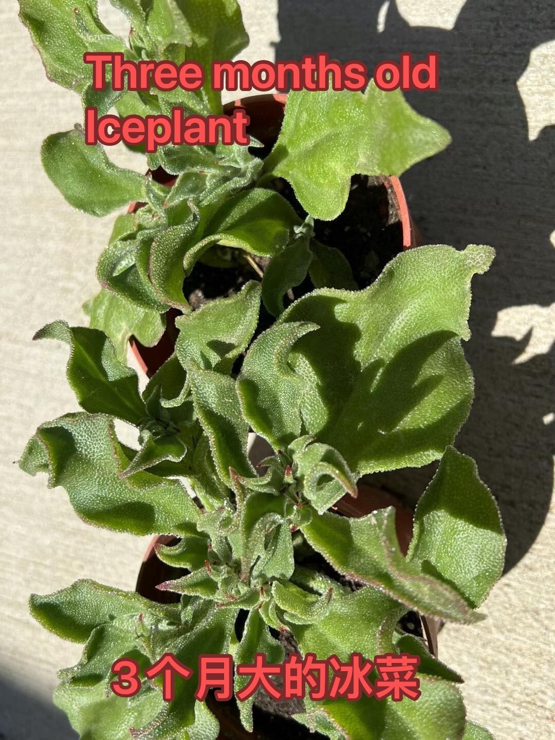 160CT+ Organic Crystalline Iceplant Bing Cai seeds 160多粒冰菜种子 2023新种子芽率高