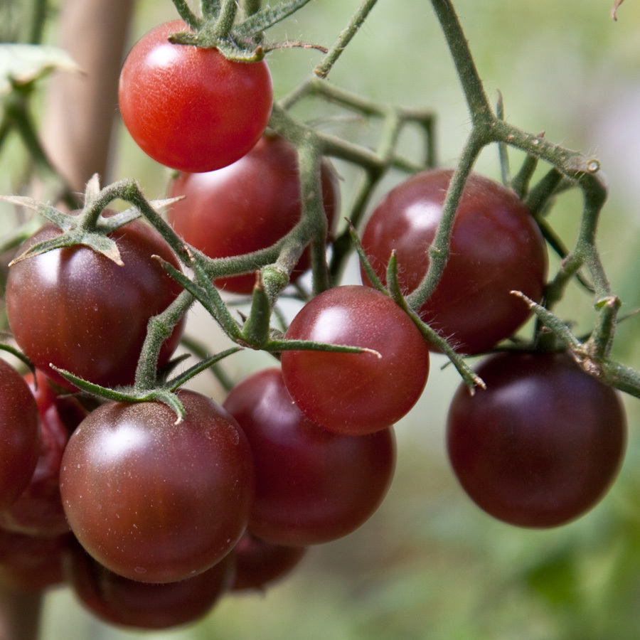 CHOCOLATE CHERRY TOMATO SEEDS * FANCY * RICH / TANGY FLAVOR * BEAUTIFUL *