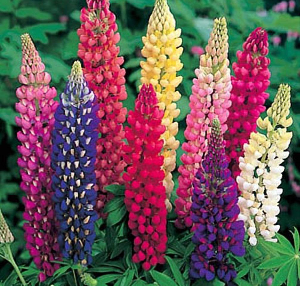 Lupine Russell Strain Mixture Nice Garden Flower by 1/4 Lb Seeds