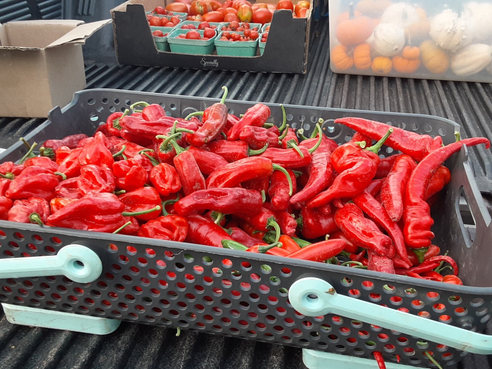 “Motown Magic” Hot Chili Pepper Seeds x30 MIX – Michigan Grown! Organic, Non-GMO