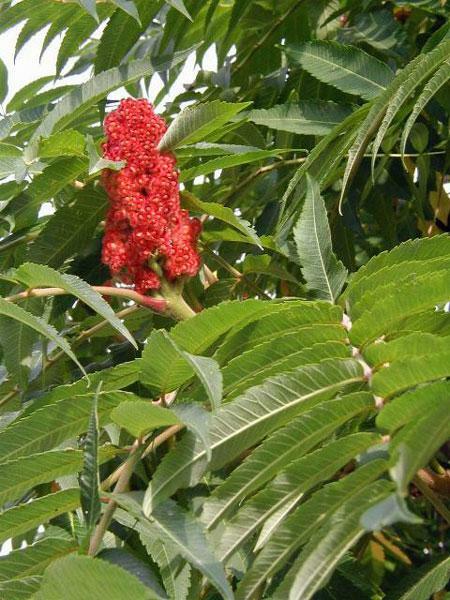 Rhus typhina | Staghorn Sumac | Velvet Sumac ‘Tiger Eyes’ | 10 Seeds