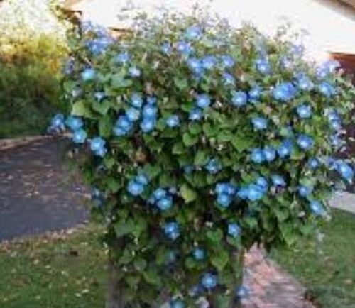 10 MORNING GLORY Seeds Heavenly Blue Ascending Vines Bell Flower Climbs Zone3-10
