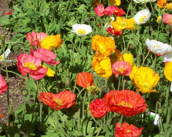 2001+CORN Field POPPY MIX Flower Seeds Wildflower Garden Container Fast Easy