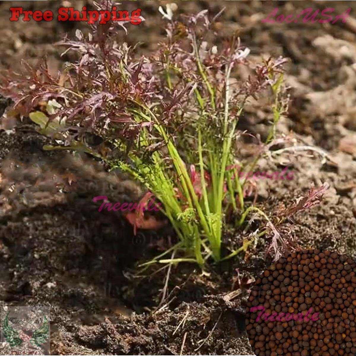 Mizuna Red Streaks Mustard Seeds / Red Mizuna Seeds