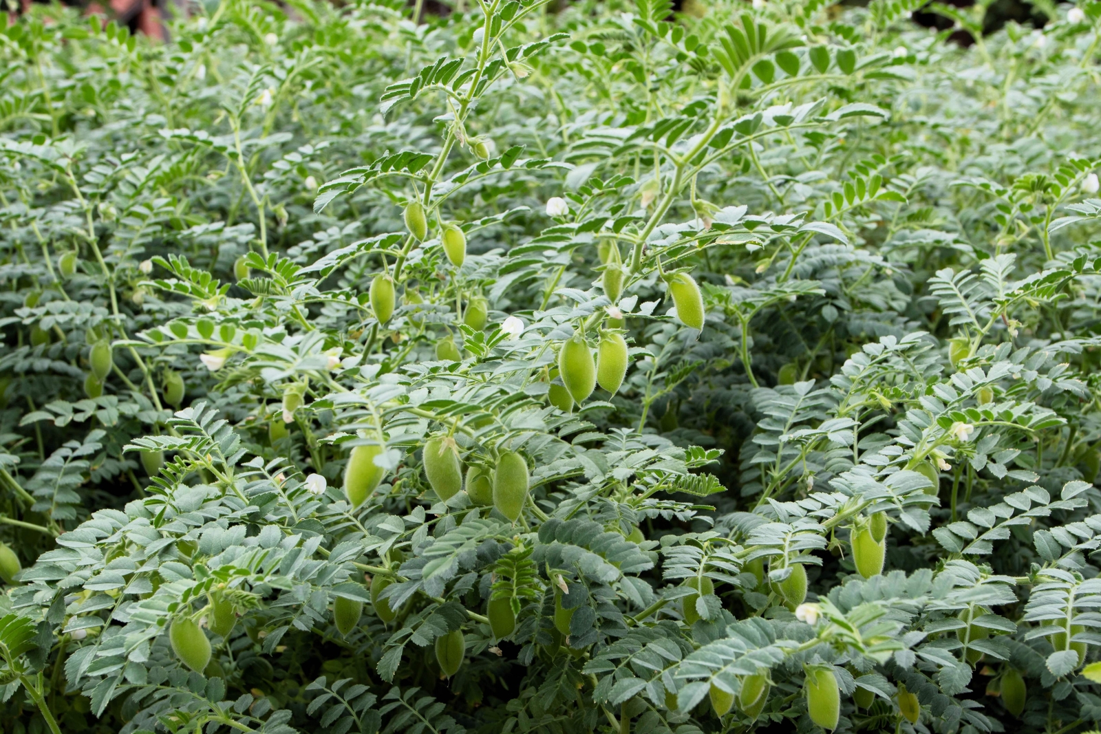 15 CHICK PEA / GARBANZO BEAN Chickpea Cicer Arientum Vegetable Seeds *Comb S/H