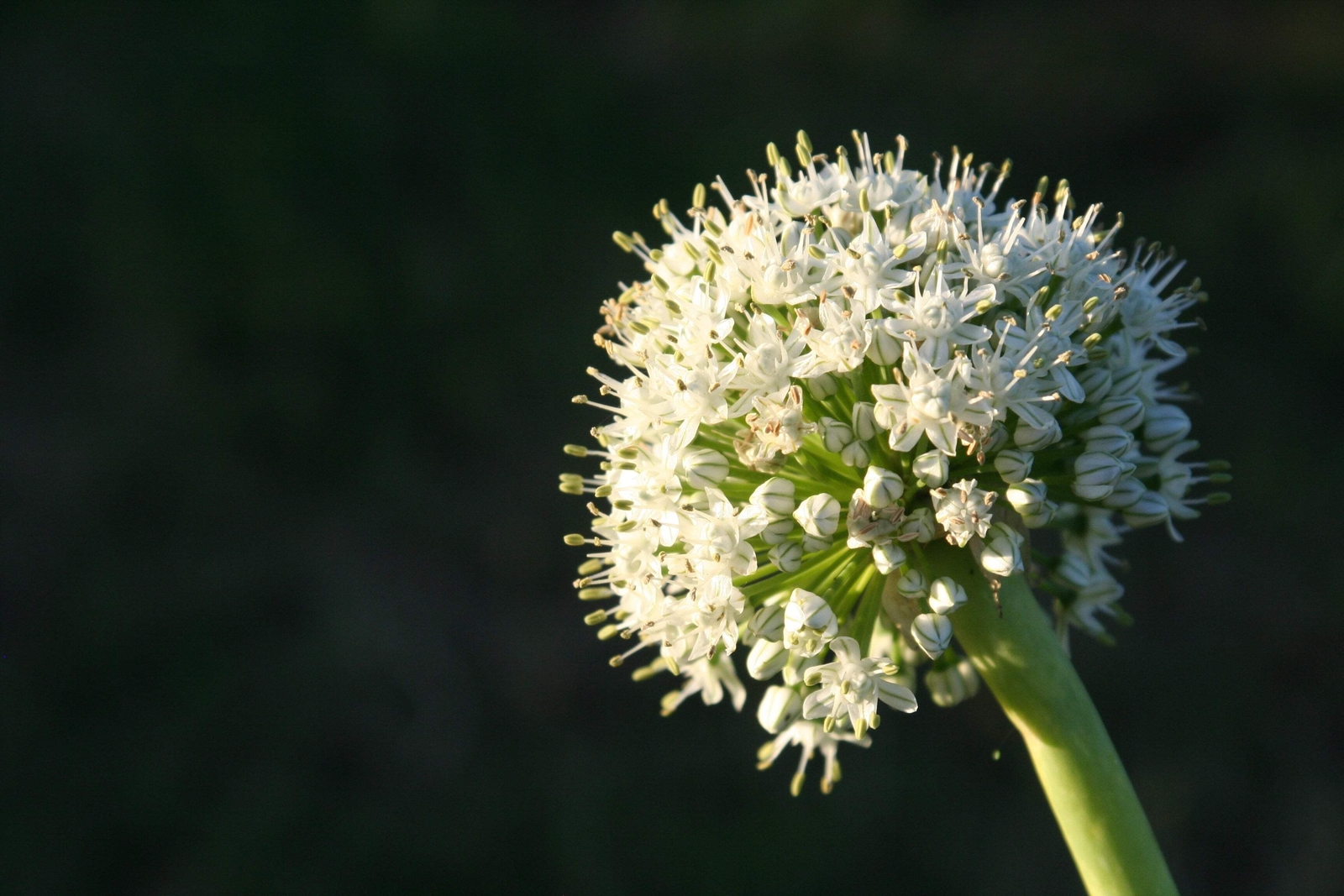 250 SWEET WALLA WALLA ONION Allium Cepa Vegetable Seeds *Flat S/H