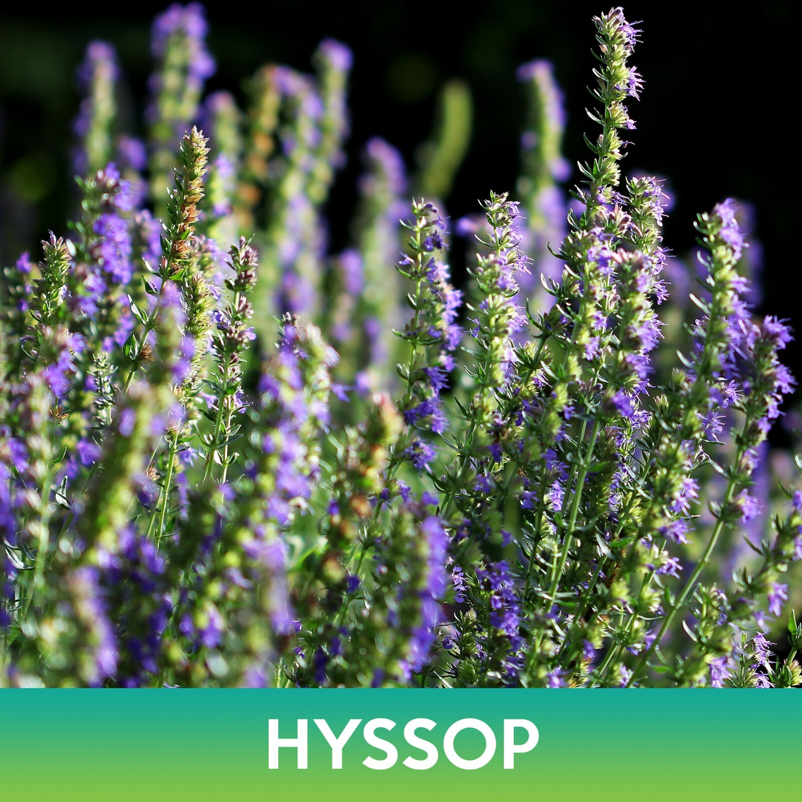 Hyssop Seeds, Hyssopus officinalis